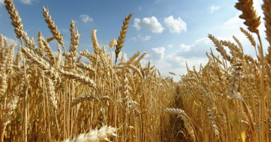 wheat production in Nigeria