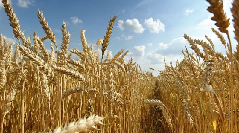 wheat production in Nigeria
