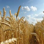 wheat production in Nigeria