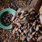 cocoa beans