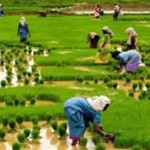 rice PRODUCTION NIGERIA