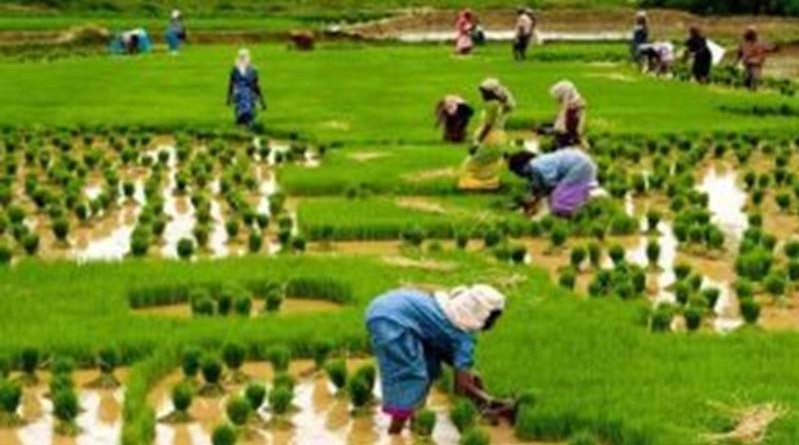 rice PRODUCTION NIGERIA