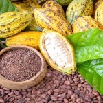 COCOA POD AND BEANS