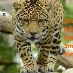 FONDATION ENSEMBLE - ENDANGERED ANIMAL SPECIES SMALL GRANT FUND