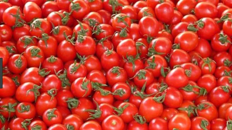 Tomato Growers Association of Nigeria (TOGAN) charge Federal Government