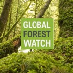 GLOBAL FOREST WATCH