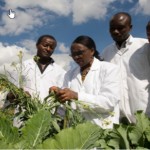 African Women in Agricultural Research and