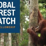 global forest watch tech fellowship