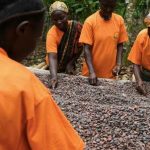 cocoa drying