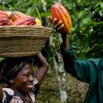 cocoa pods