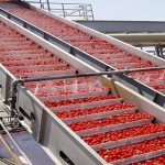 tomato food processing factory