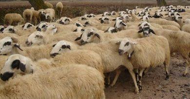 Sheep and goat livestocks animal husbandry