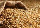 grains food wheat barley oats harvest