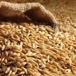 grains food wheat barley oats harvest