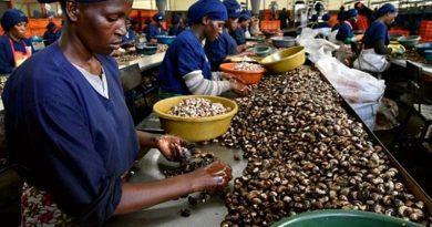 Oikocredit grants $3.5m loan to Valency Agro to support cashew nut production in Nigeria