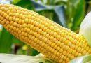 Price of Maize on the Rise as Demand Surge