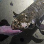 Methuselah, the oldest living aquarium fish