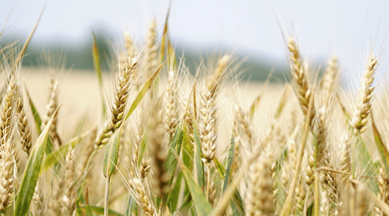Grains in the field