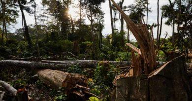 Relentless’ destruction of rainforest continues despite Cop26 pledge by Patrick Greenfield – TheGuardian