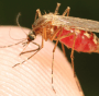 Killing Malaria: Gavi avails $160m for RTS,S/AS01 (RTS,S) malaria vaccine rollout