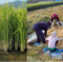 Perennial rice incorporates African wild rice genes